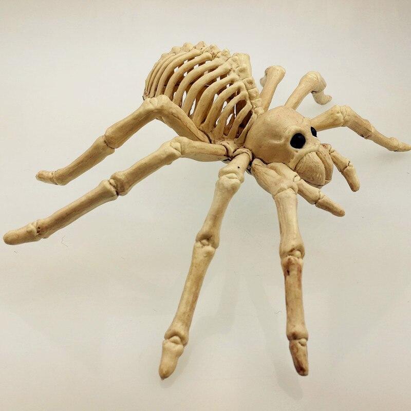 Spider Skeleton<br>